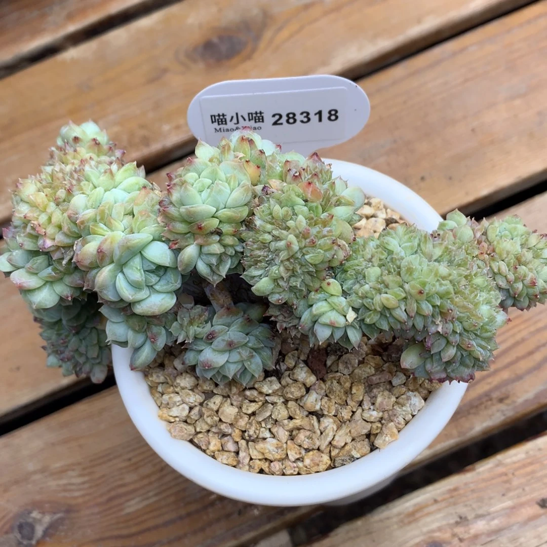 c***l多肉植物冰魄缀化