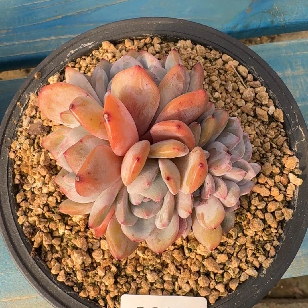 3392星影朵朵缀10cm