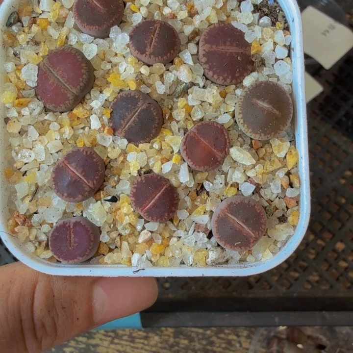 い*白多肉植物的生长发育54