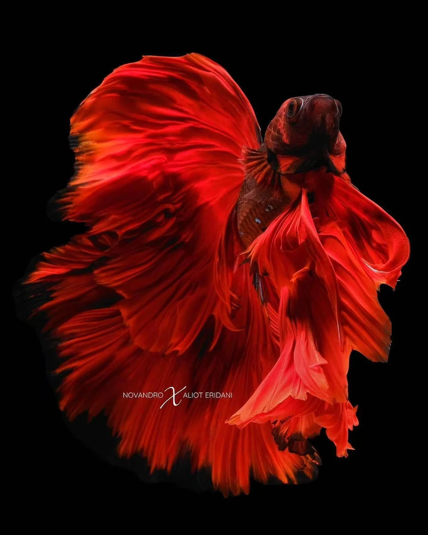 A4（73-96）泰国精选婚纱斗鱼小型热带观赏鱼（直播间选鱼）