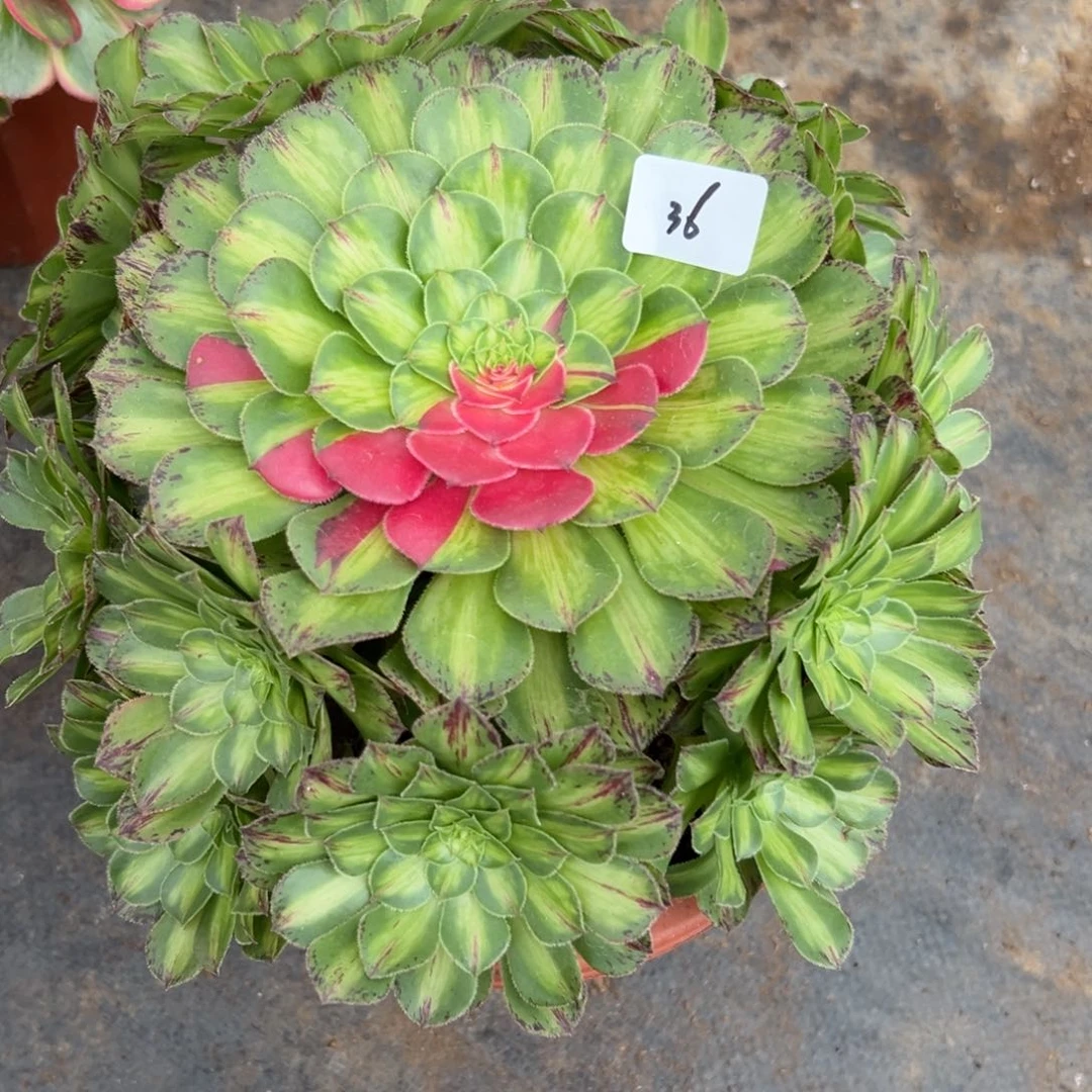 36知否多肉植物系