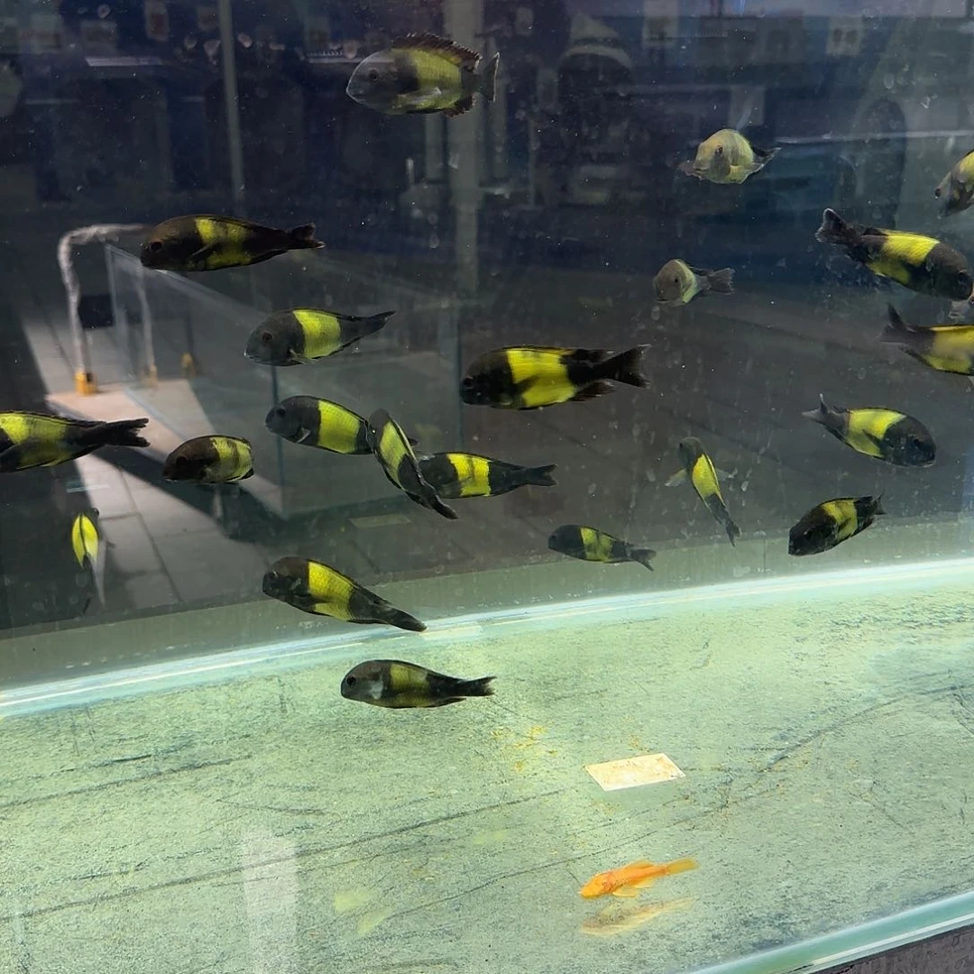 慈鲷沙*黄宽带蝴蝶一条