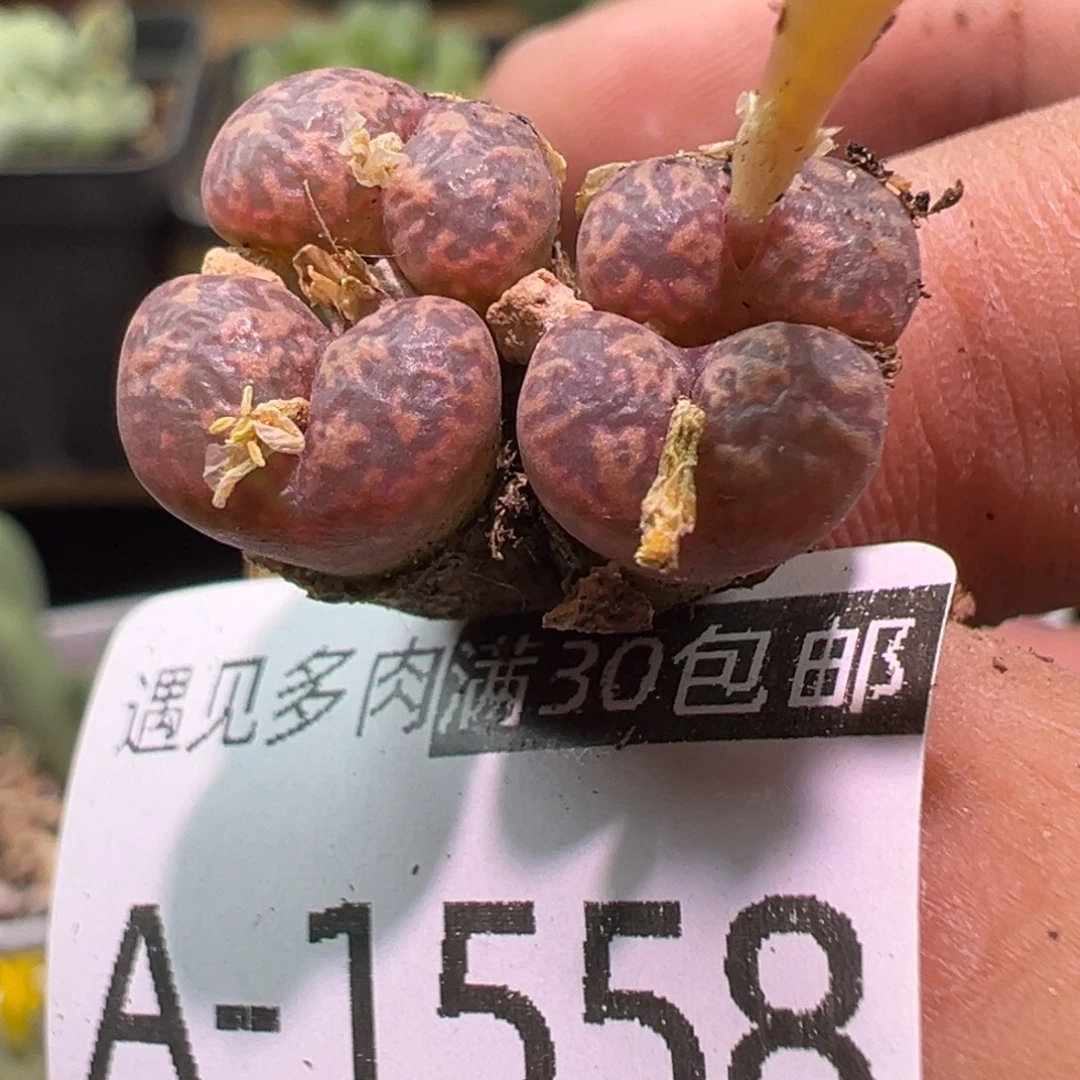 多肉植物11111111111