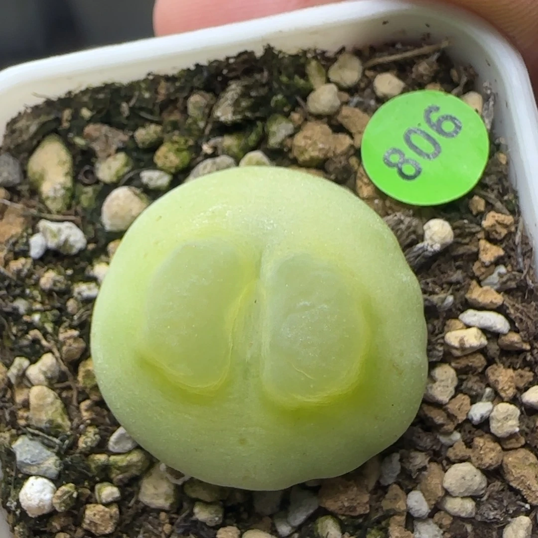 啾啾体拉登多肉植物806