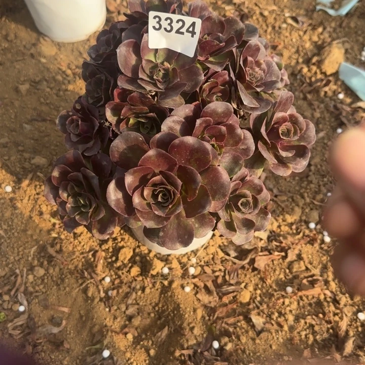 3324 魅金清棚处理不包断枝