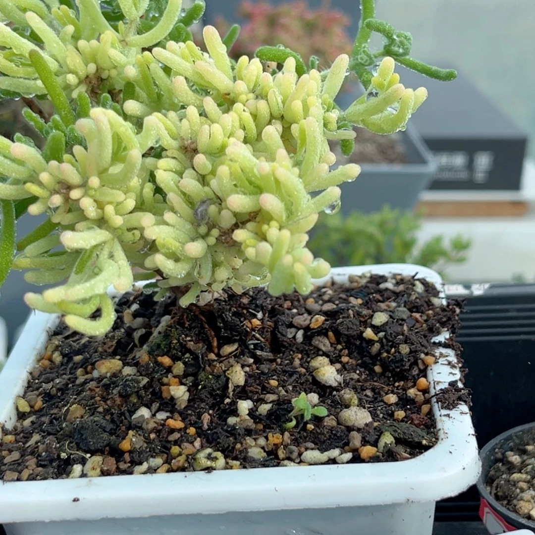 是***?459荧光兔锦和白锦