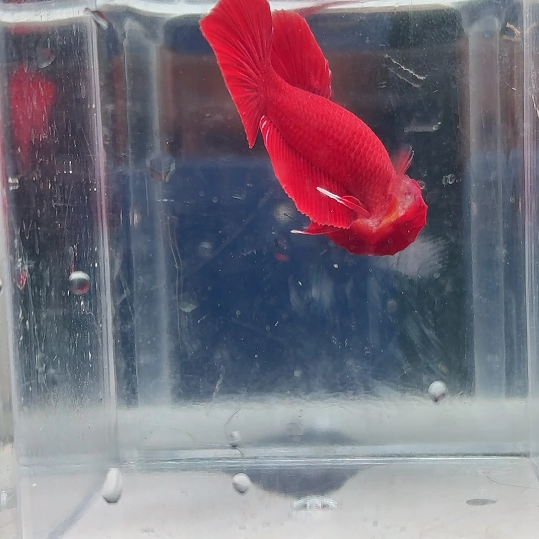 斗鱼泰国斗鱼直播185