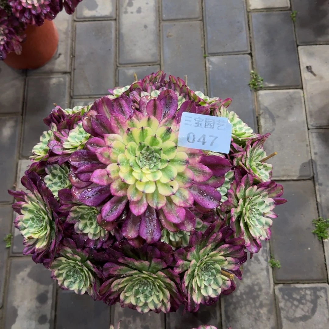 在**方多肉植物”047辉煌