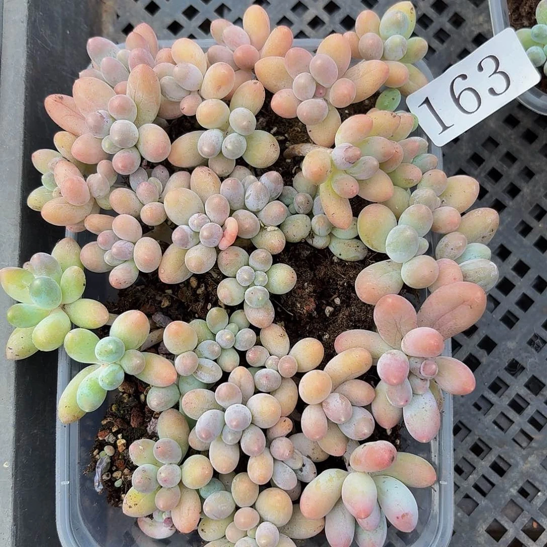 多肉植物多肉植物163