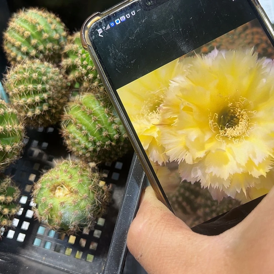 梨花落直径3.5-4厘米彩草