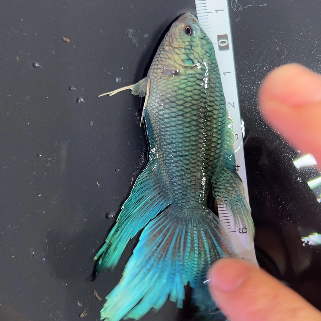 斗鱼斗鱼 0元起拍