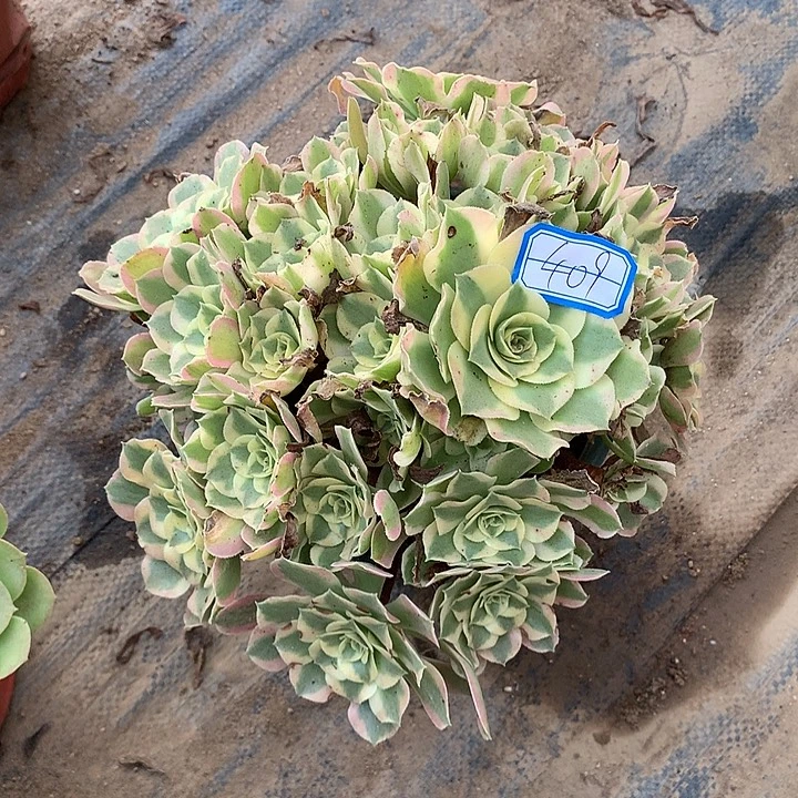 不周正叶罗刹409号