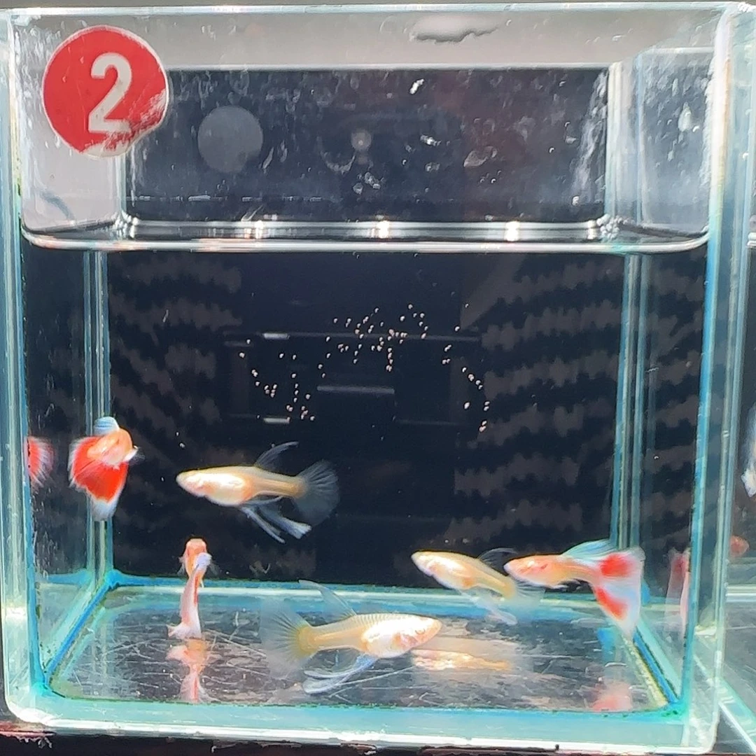 孔雀鱼火烧云蓝白大c 3对