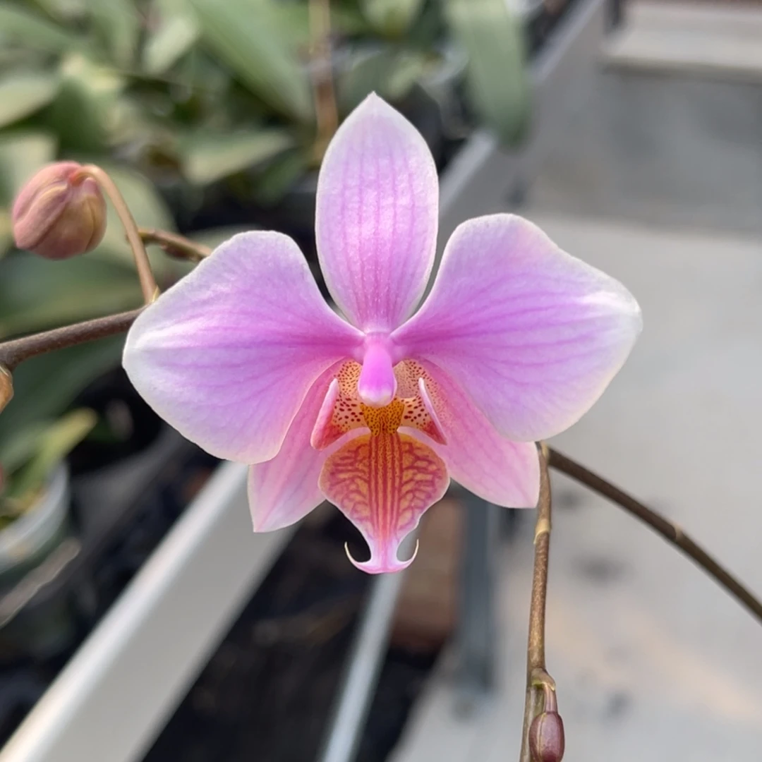 完全开放1573 3寸黄唇英特交西 一物一拍