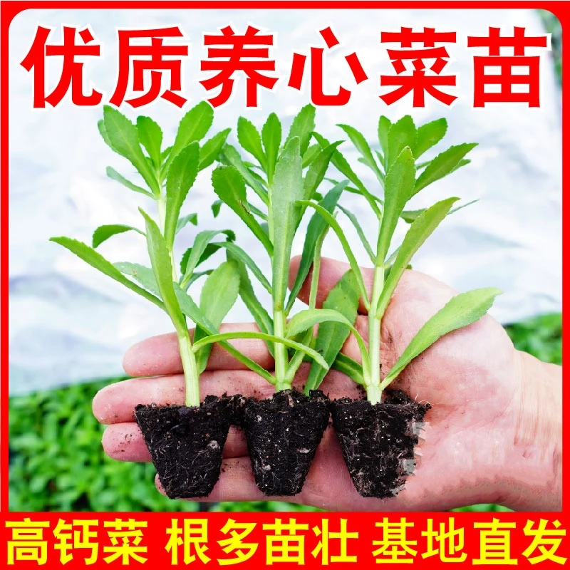 养心菜苗 养生菜种子 阳台盆栽救心菜根苗子高钙植物特色蔬菜苗