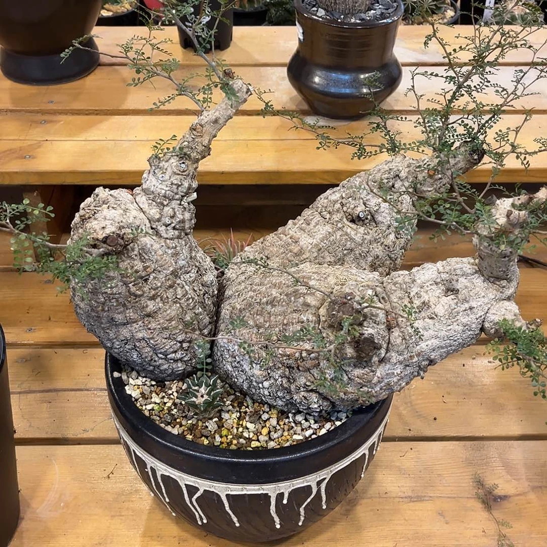 三头象足漆树，熟桩潮流植物