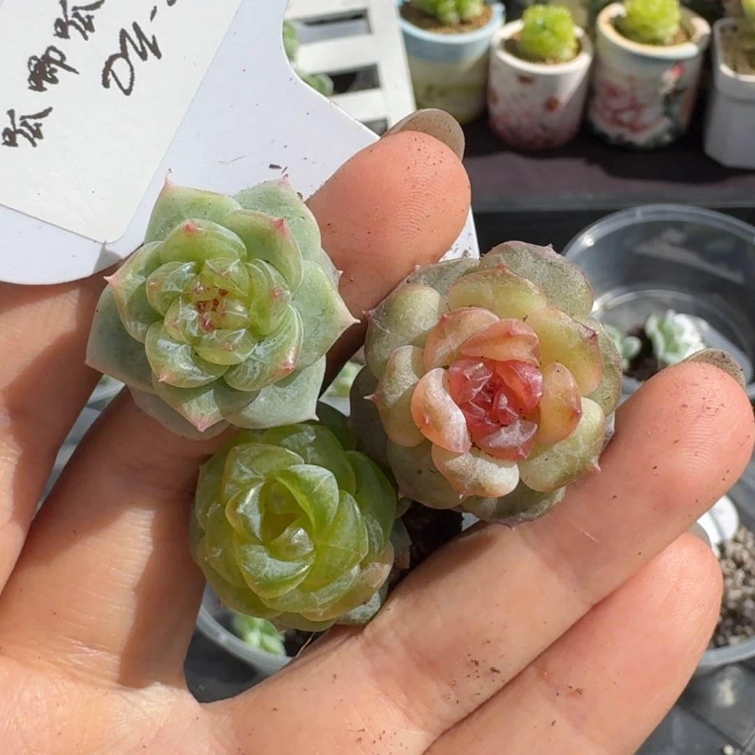 0705-036-三颗一组