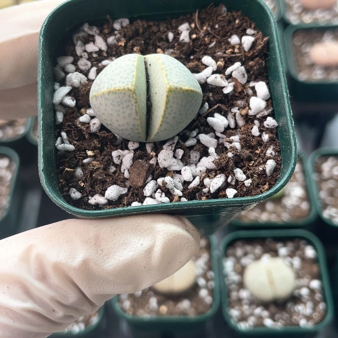 3649大棚清仓甩卖了