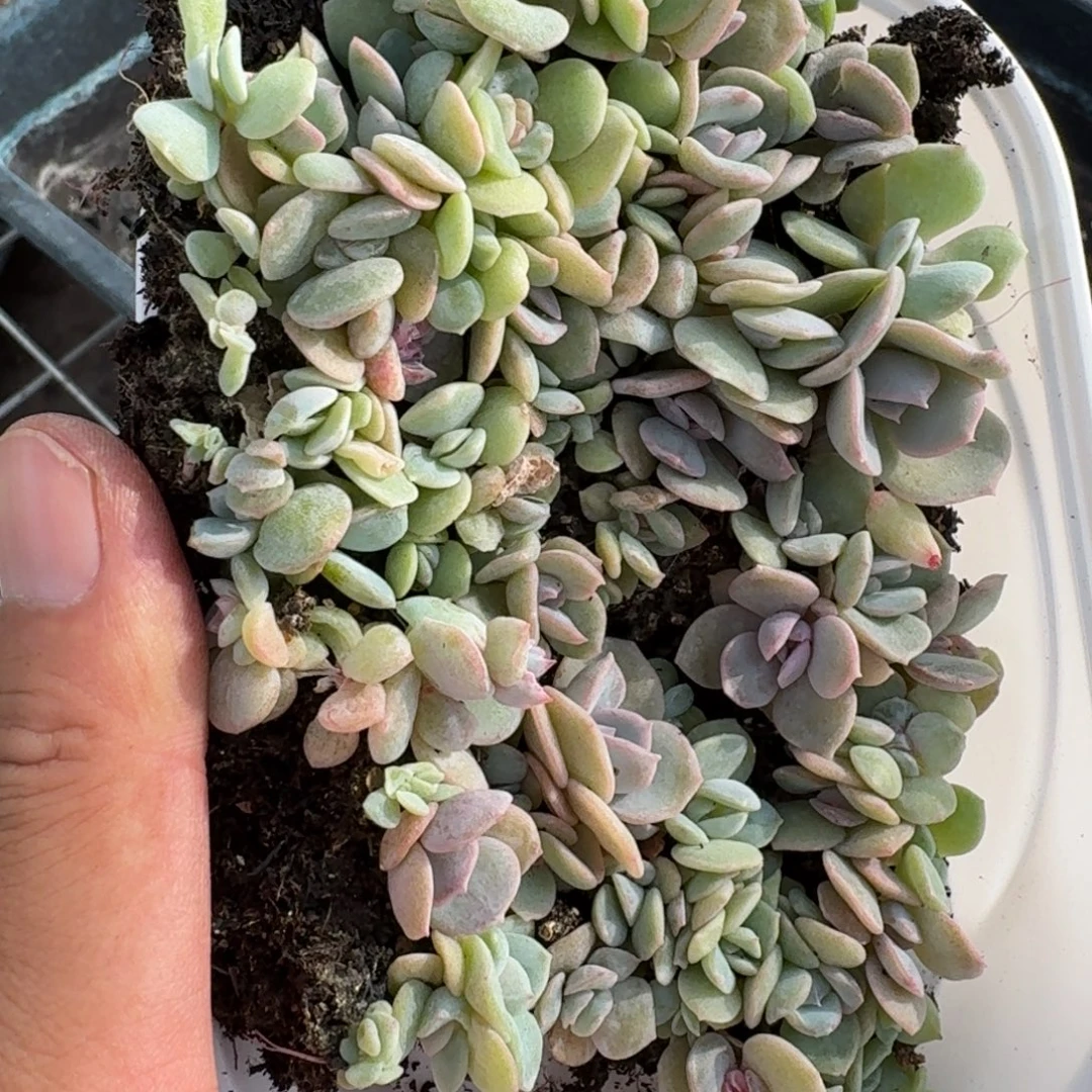 如图播种切糕雪花酥一块不售后