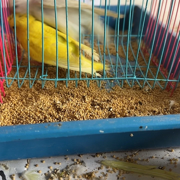 虎皮鹦鹉大头鹦鹉