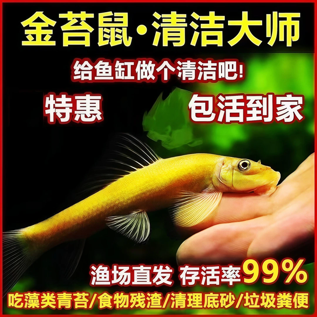 清道夫清洁鱼金苔鼠鱼热带观赏鱼青苔鼠老鼠鱼鱼缸除藻小型工具鱼