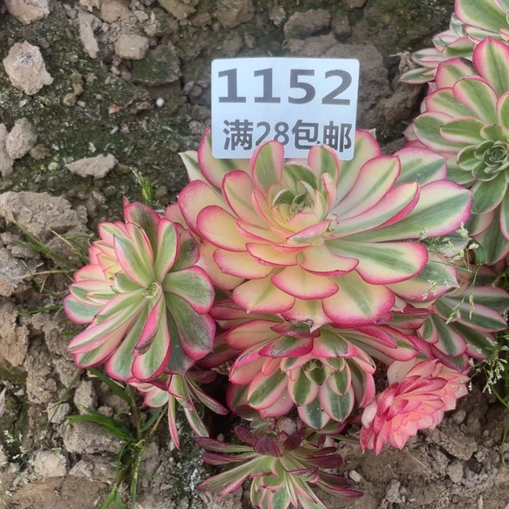 盈*瞳1152二号棚倾城多肉母本E