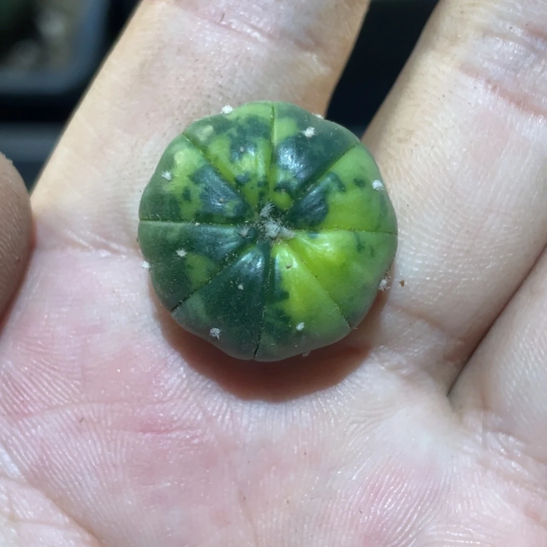 全部花朵实生 散斑兜锦 仙人球