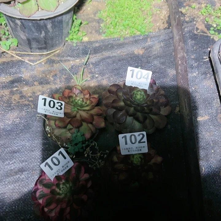俊*101-102-103-104多肉植物4颗