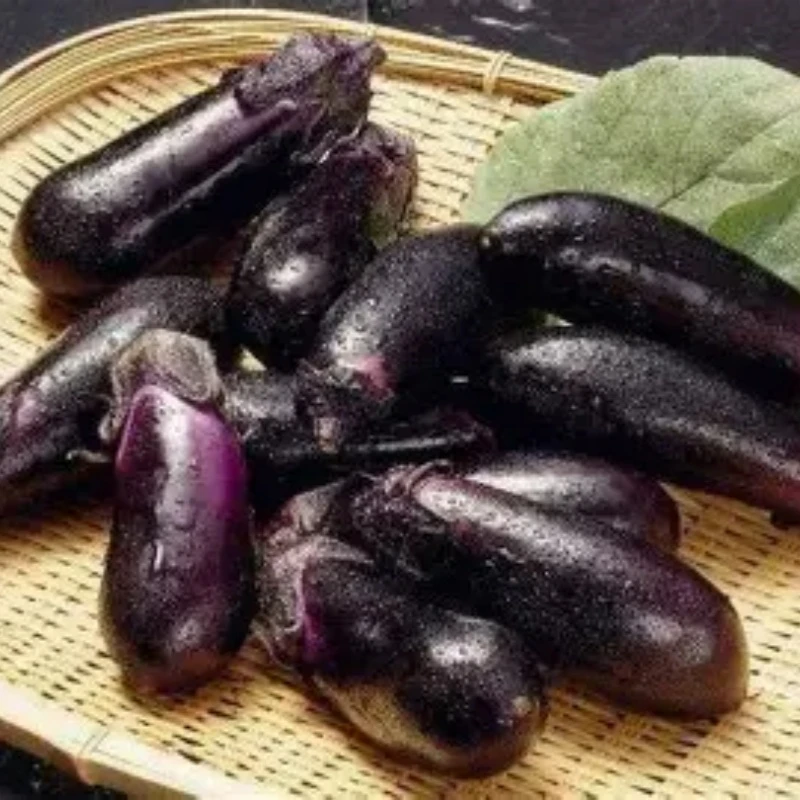 （小刘村长）农家自种新鲜紫色当季蔬菜茄子