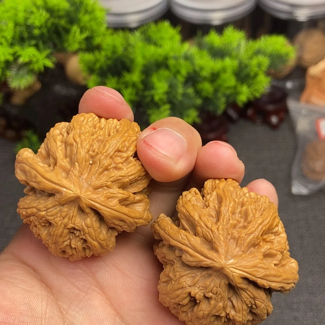 核桃粗筋45尺寸编号641球筋