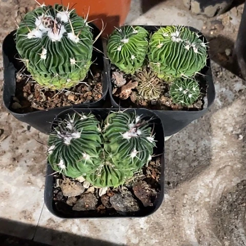 六**龙实生多棱玉带盆土