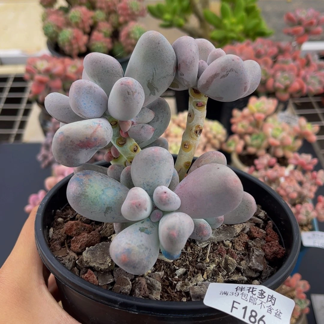 186-米可奶酪多肉8cm