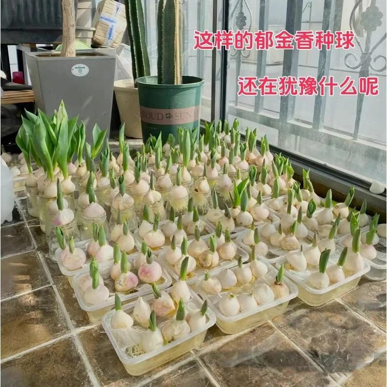 郁金香大球种球5度球耐寒绿植地栽盆栽室外水养土培水培鲜花