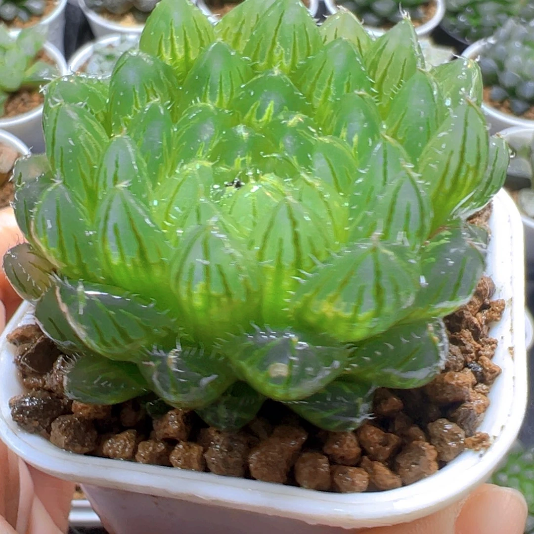 翠云玉露多肉多肉多肉