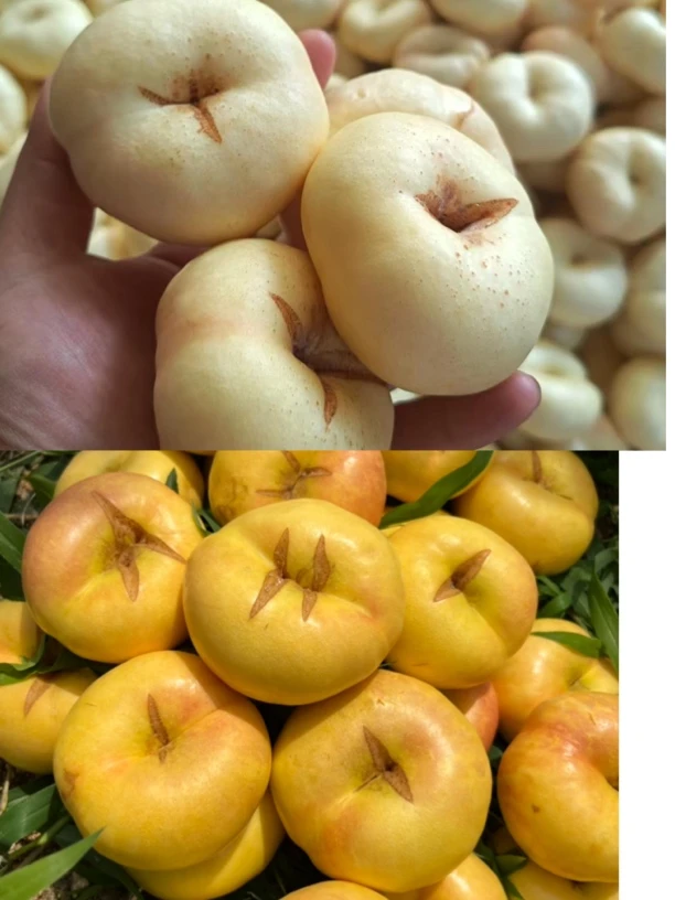 混合瑕疵组合奶油蟠桃彩虹蟠桃（瑕疵果，完美主义者慎怕）