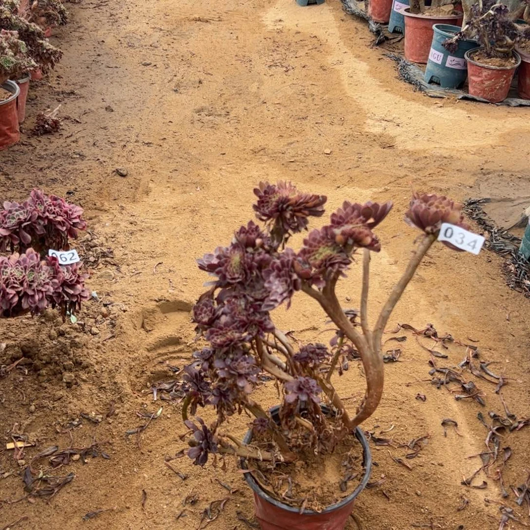 微瑕疵铜壶034一颗啦