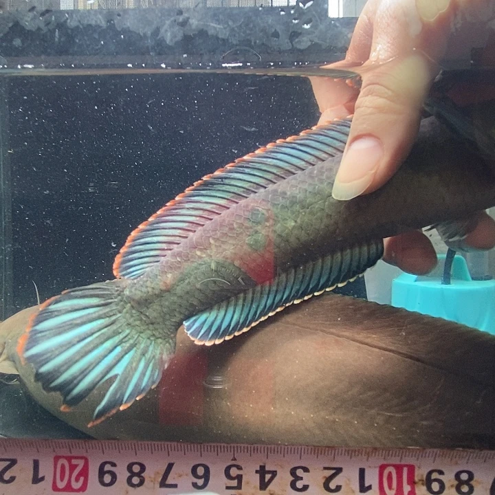 雷龙鱼23公分左右