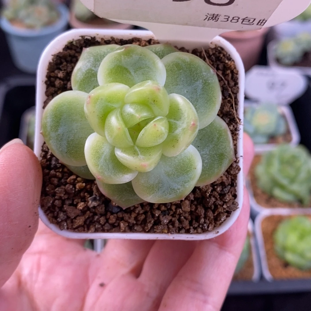 孤品珍妮单头一颗98号