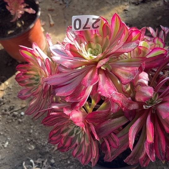 ?****甜多肉植物一个