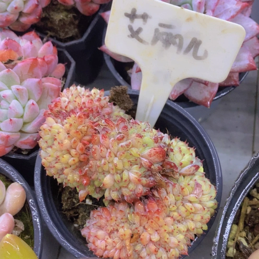 开心多肉，专场4开始了，5给1