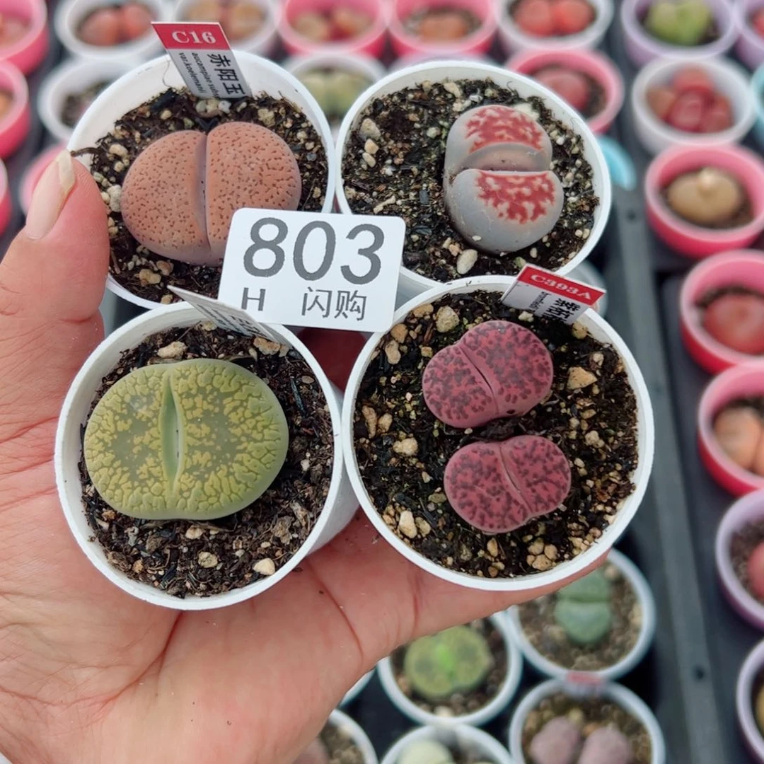 无花朵晨***?我很喜欢这个H803