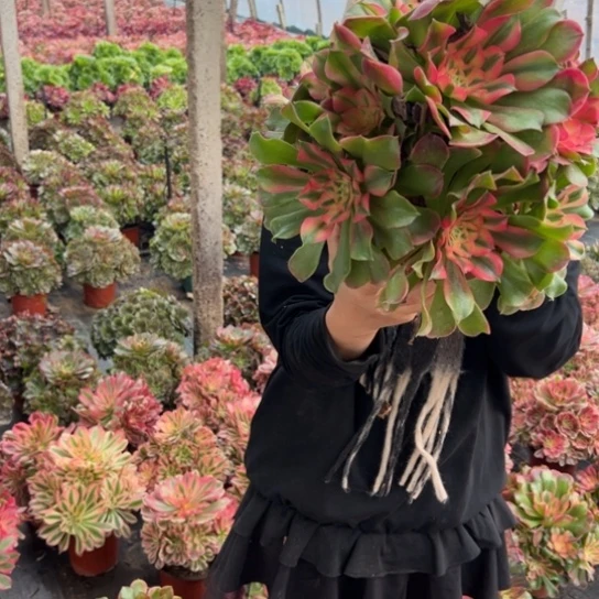 香妃一颗包邮福利