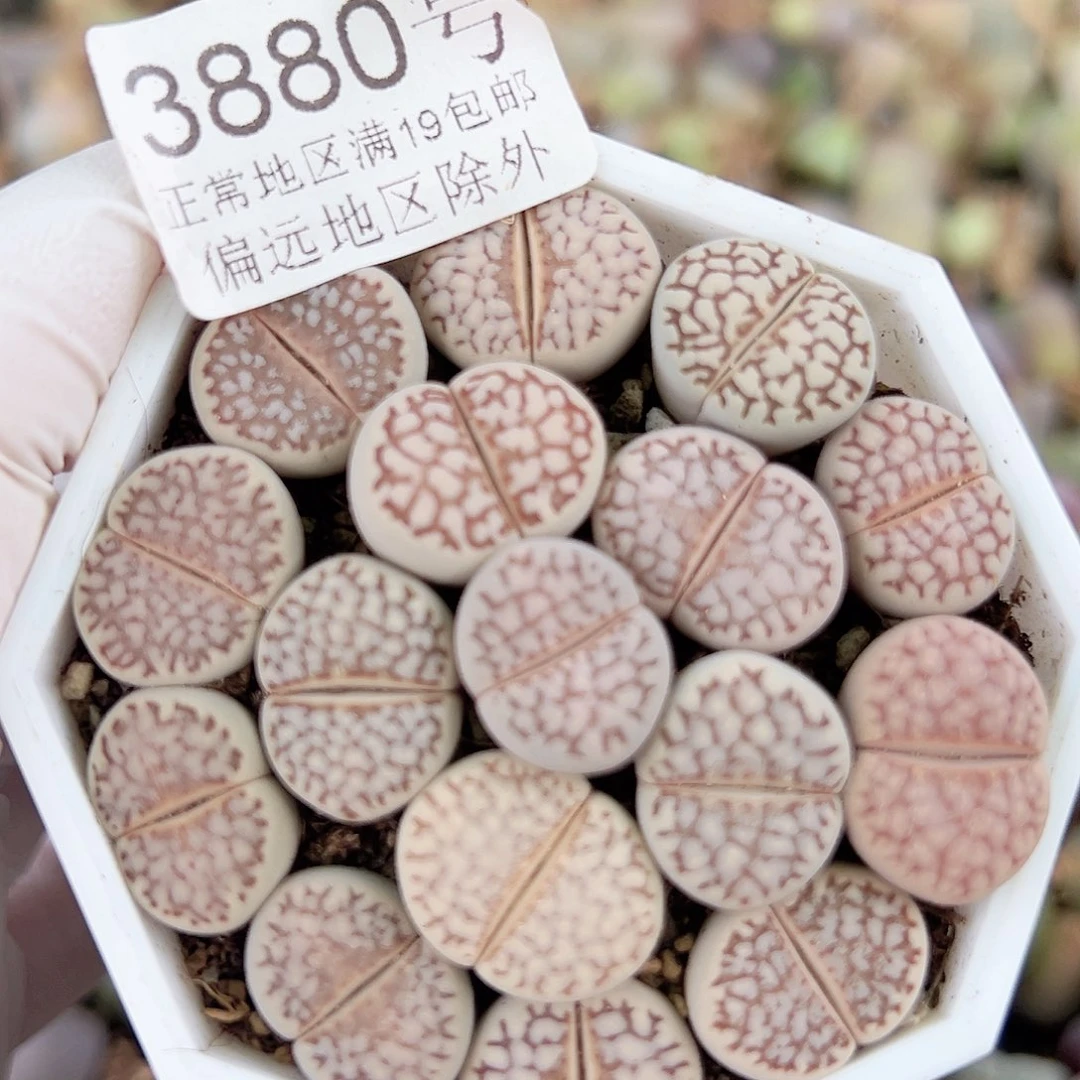 3880 好养易活生石花大母本19个1.5cm左右脱土发福利