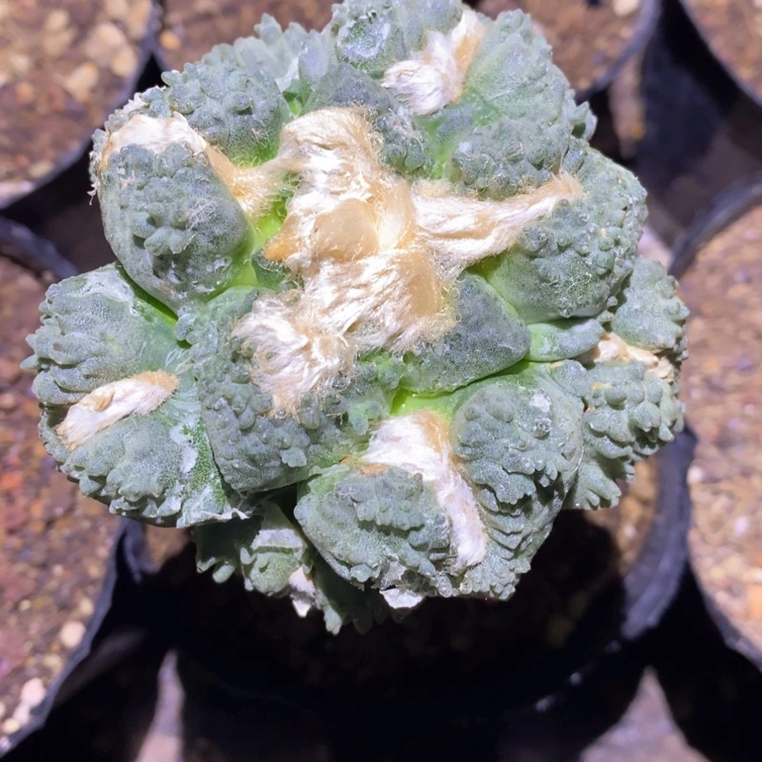 无花朵嫁接连山怒怒