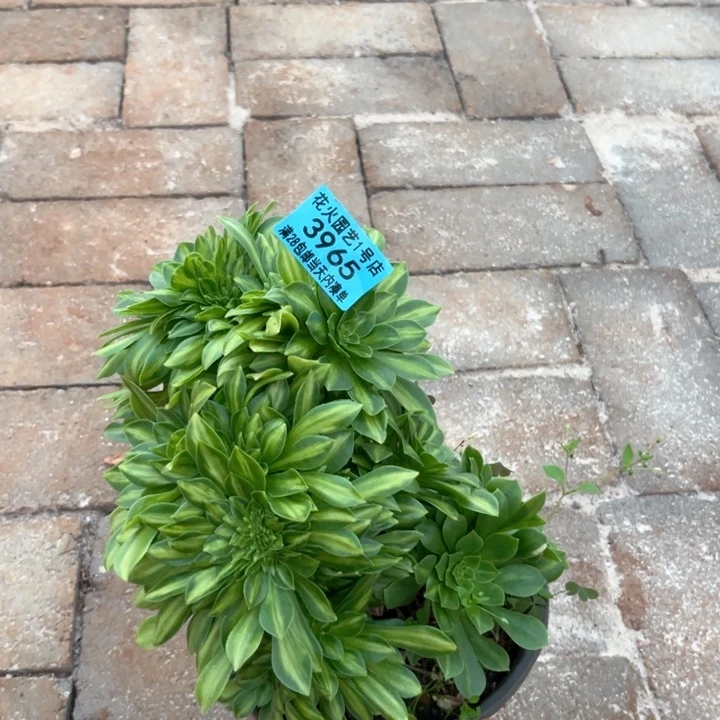 翡翠琉璃缀3965多肉植物