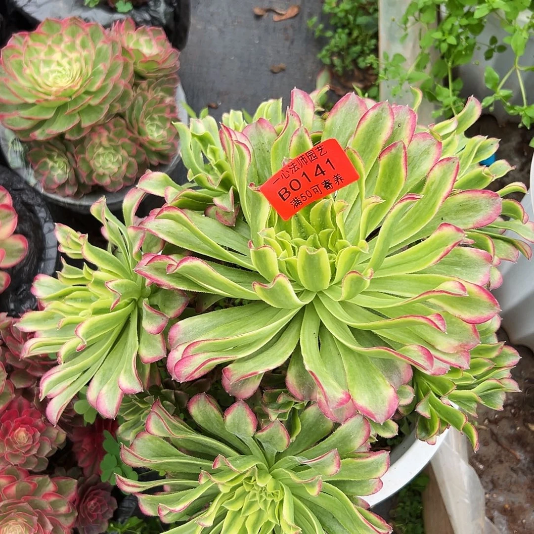 青***華绿体仙墨多肉植物0141