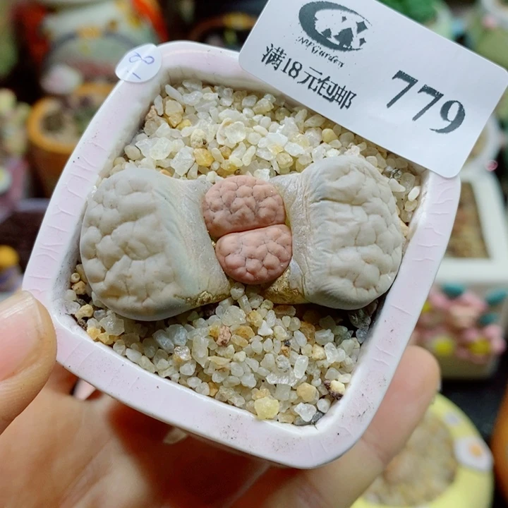 生石花花花花花花779