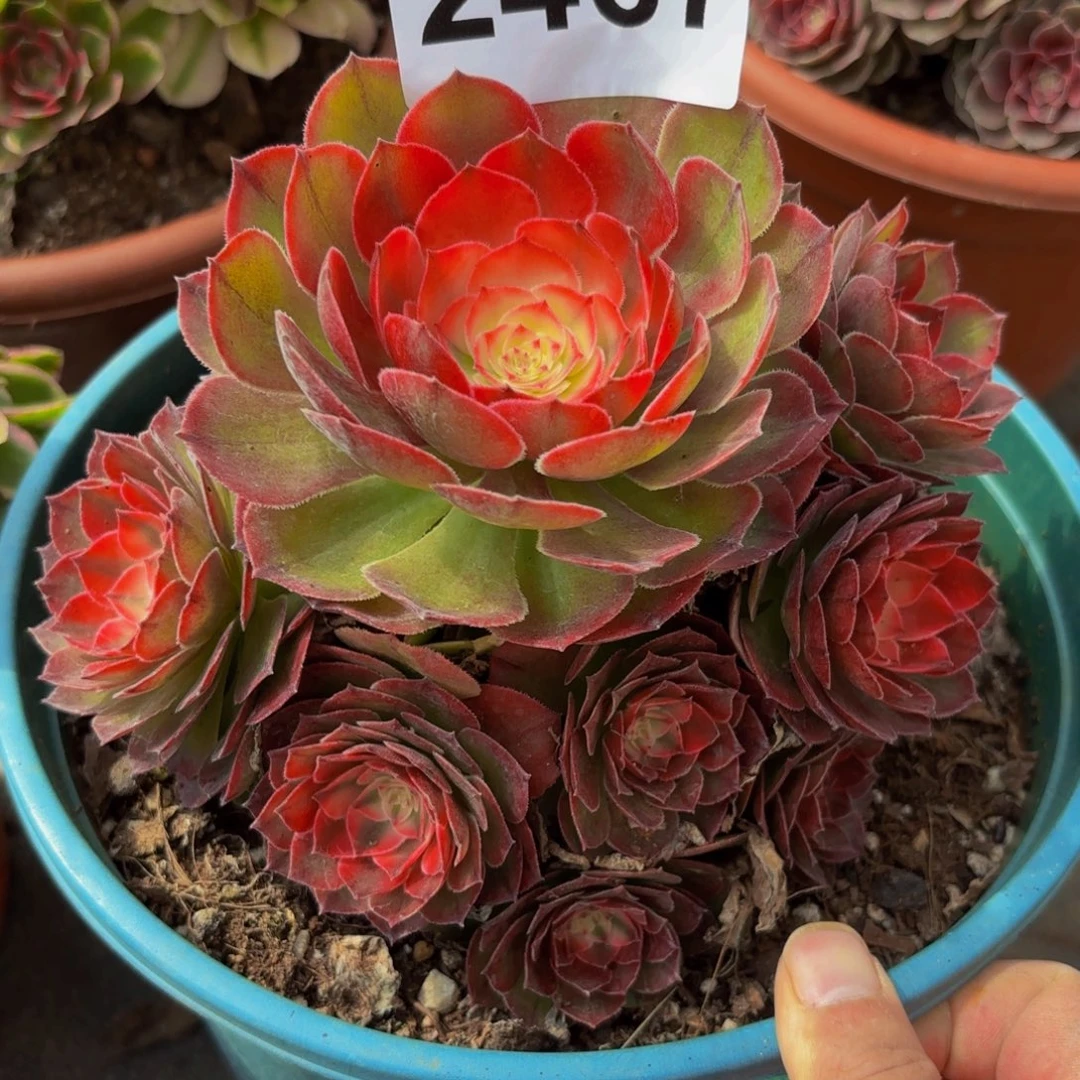 2467多肉植物荔枝