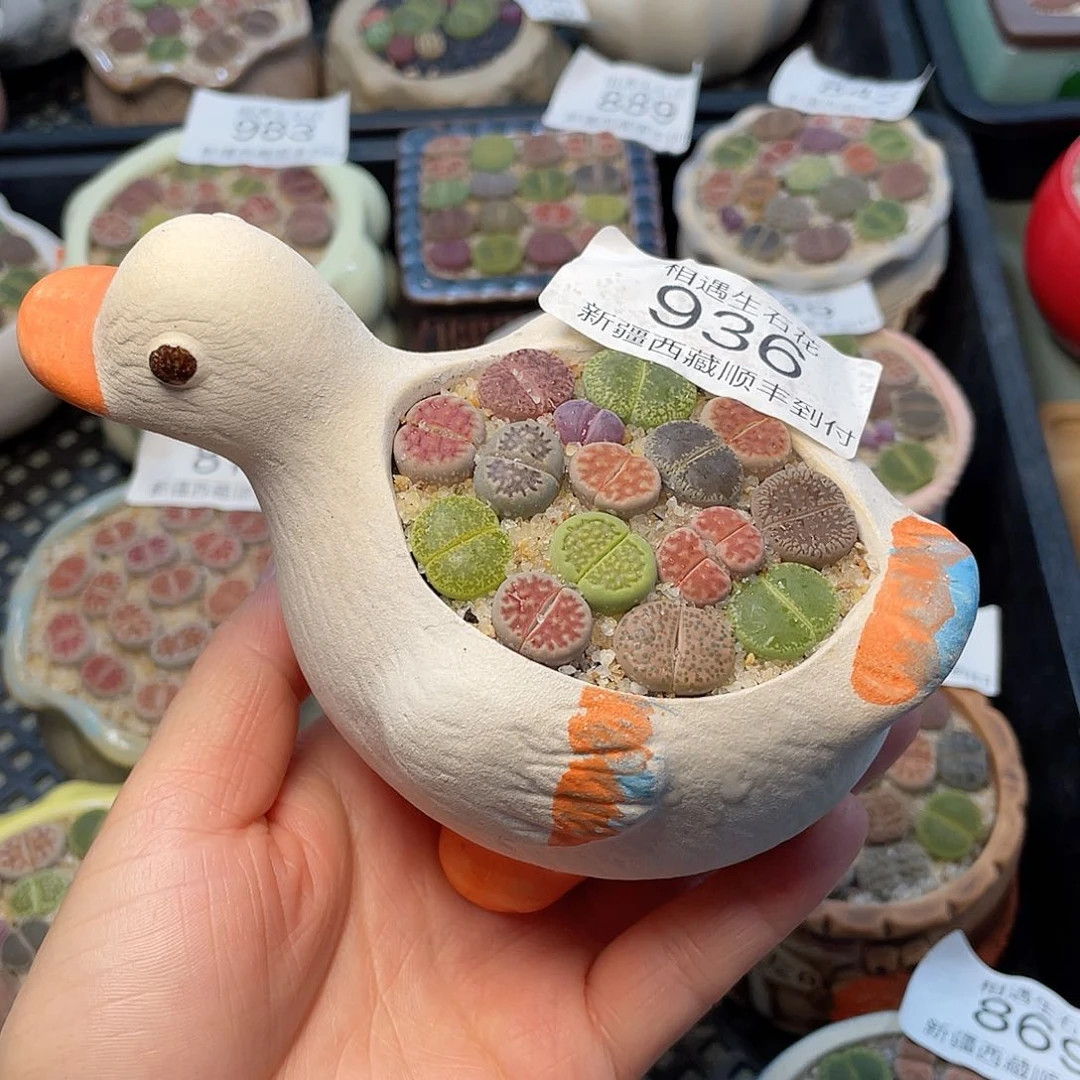 相遇开播福利936