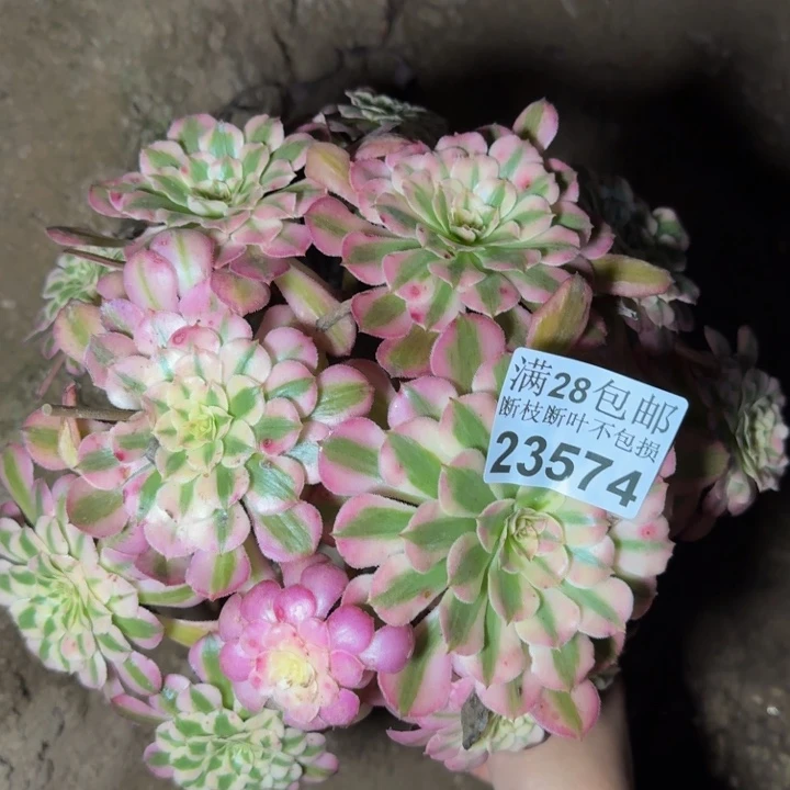 23574同白多肉植物